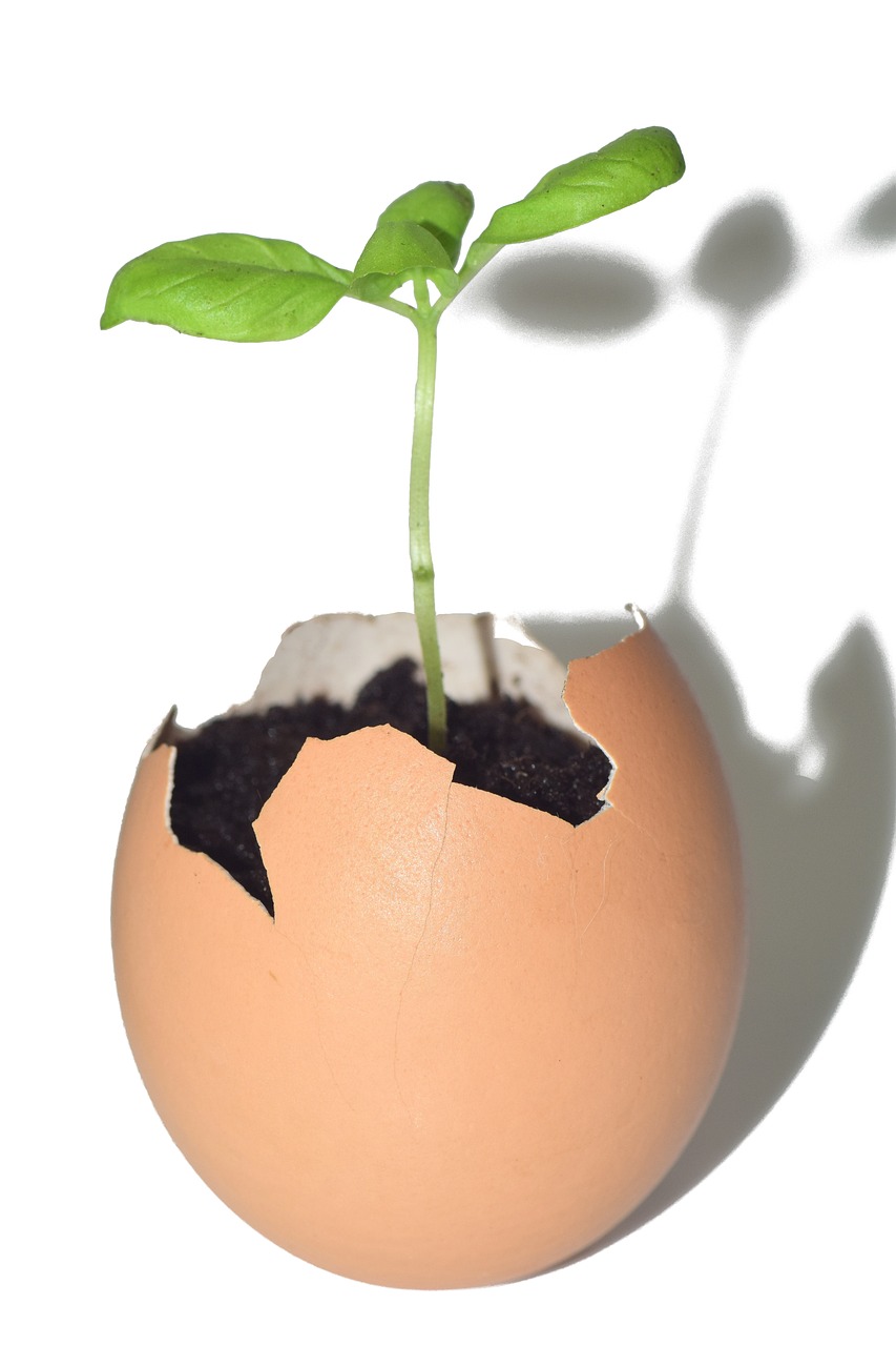 Coquille d'Œuf Plante: Comment utiliser les coquilles d'œufs pour vos plantes