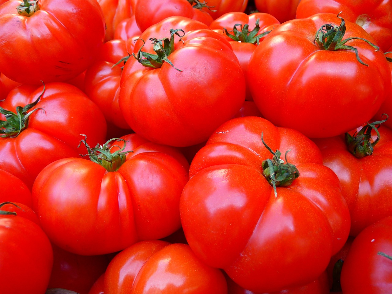 Protéger ses tomates : astuces et conseils pratiques